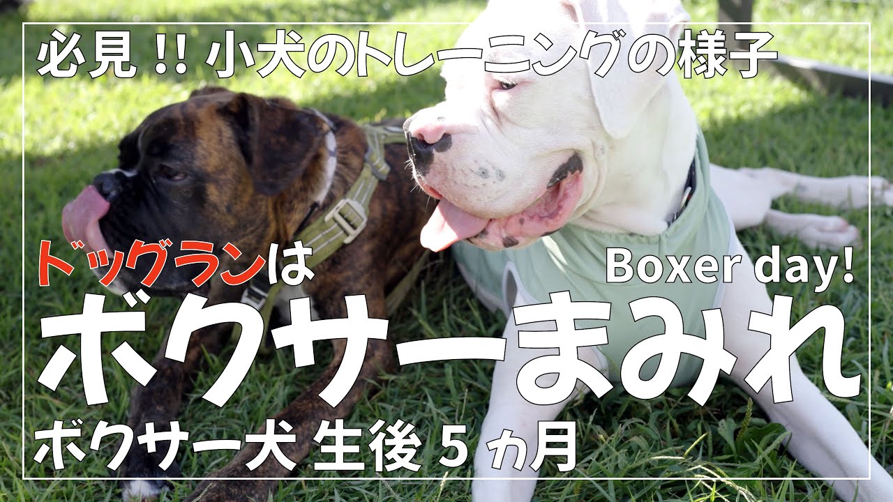 生後2ヶ月 5ヶ月 8ヶ月のボクサー犬 子犬 が ドッグランに勢揃い【2ヶ月の子犬はとにかくかわいい】