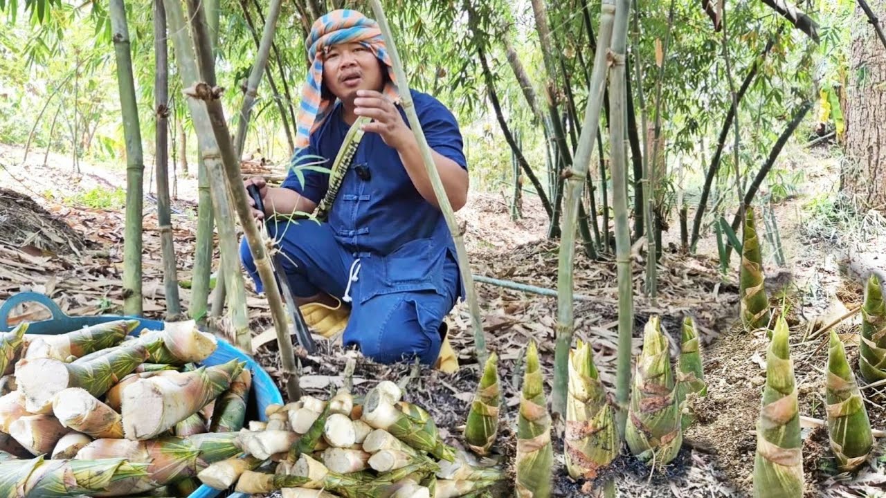 ความรู้เรื่องไผ่..ขายหน่อไม้ได้ทั้งปี!! ให้ผลผลิตดี ขายดีมีเท่าไหร่ก็ไม่พอ #ทำหน่อนางดิน