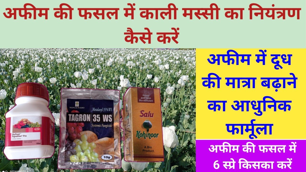अफीम में काली मस्सी का नियंत्रण कैसे करें// Afim me downy mildeu // Black gold farming