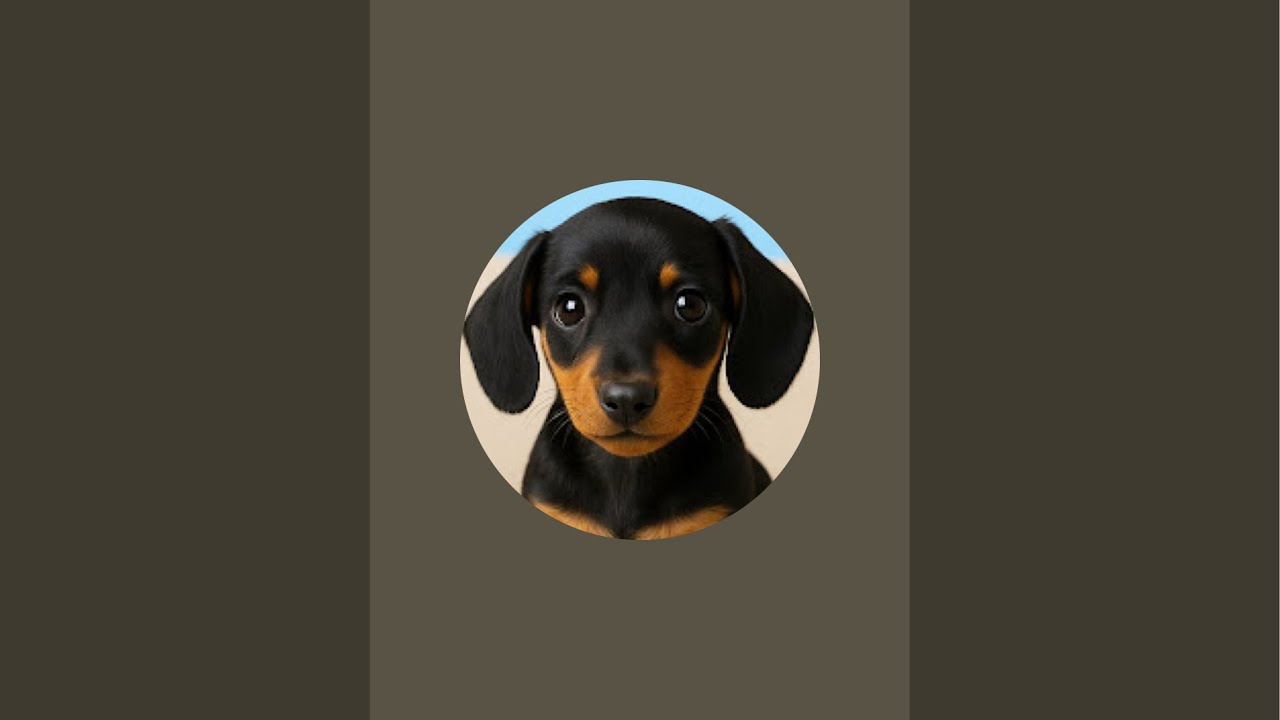 Theo the Dachshund Puppy #Dachshund #Dachshundpuppy #Sausagedog