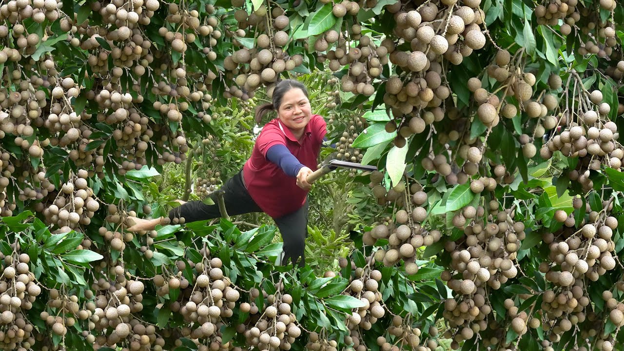 Countryside Life of a Woman: Harvesting Longan Garden Go to Market Sell & Cooking in Village