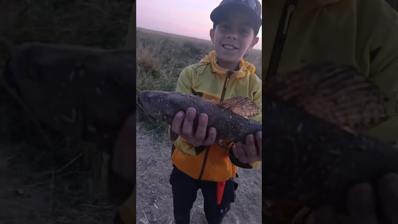 Pesca de tararira en hermosos arroyos!