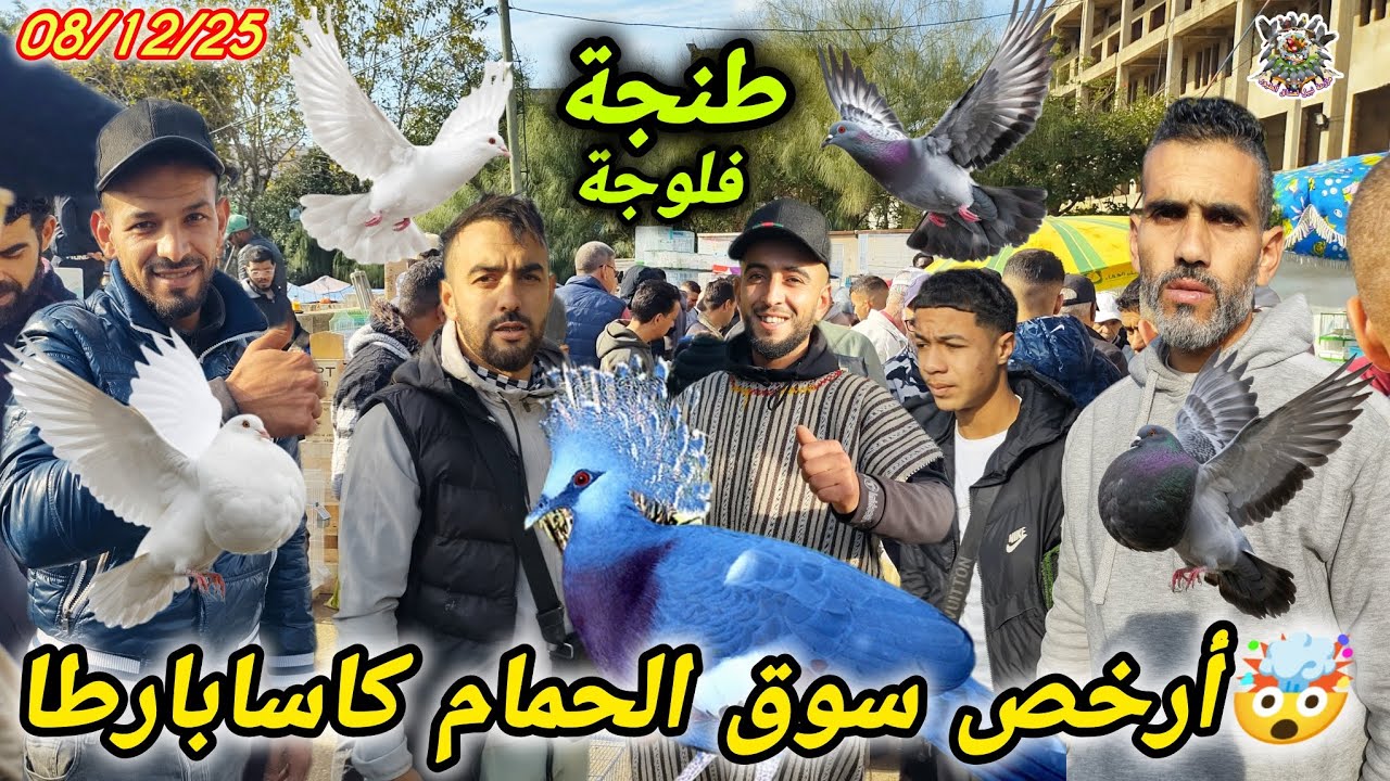 🤯💰 صدمة الأسعار إكتشف أندر أنواع الحمام بأبخس الأثمان في سوق طنجة فلوجة 🐦🇲🇦