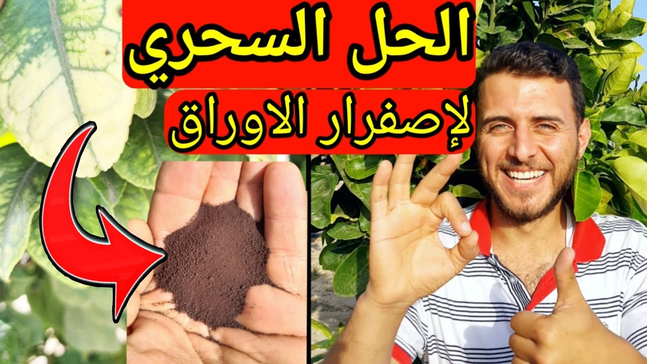 سماد الحديد هو السر الذي يخفيه عليكم اصحاب المشاتل Iron chelates