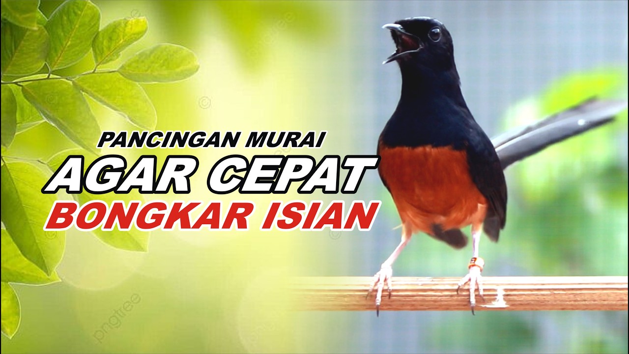 Pancingan Murai Batu Full Isian Tembakan kasar & panjang Bikin Murai lain emosi