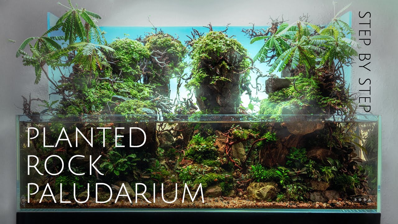 Step-by-Step Setup of My DOOA Neo Glass Terra Planted Rock Paludarium | Haus of Gruen Tutorial