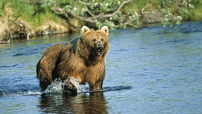 Vorsicht: Bären in Österreich