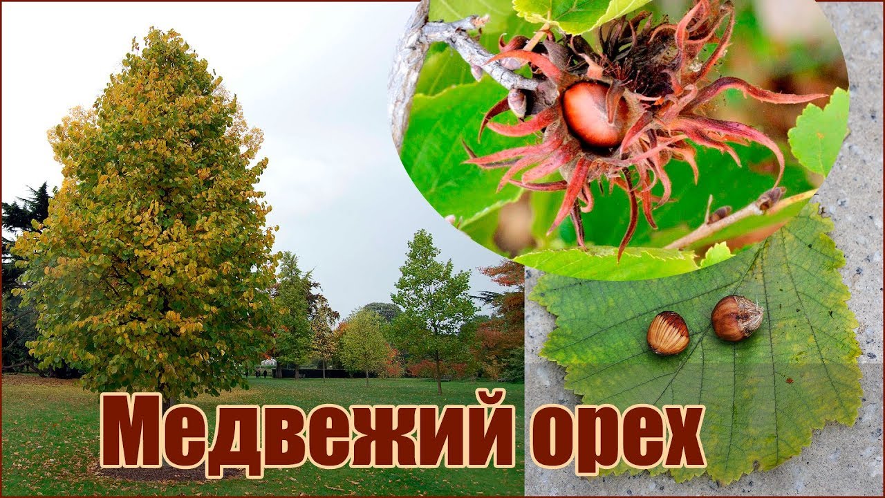 Медвежий орех или Лещина древовидная - размножение семенами - стратификация и посадка орехов