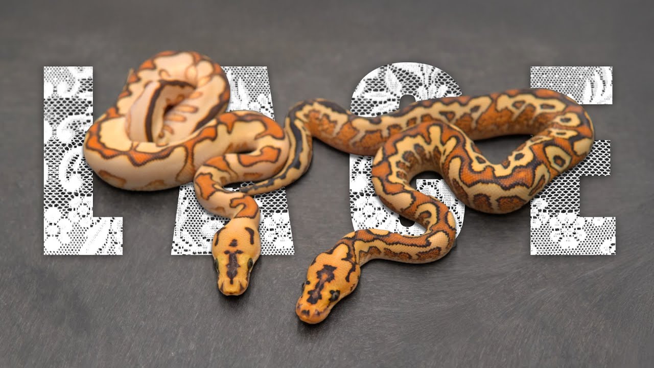 Why This Ball Python Gene Changed EVERYTHING in Ball Python Breeding?