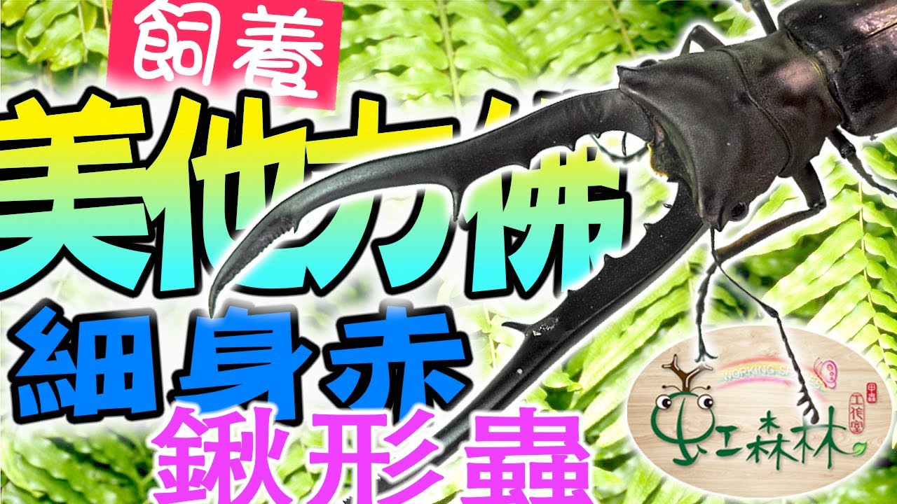 美他力佛細身赤鍬形蟲 Cyclommatus metallifer finae 怎麼養 CMF 古銅色 大顎特長 ★ 虹森林chentsei甲蟲老師 ★