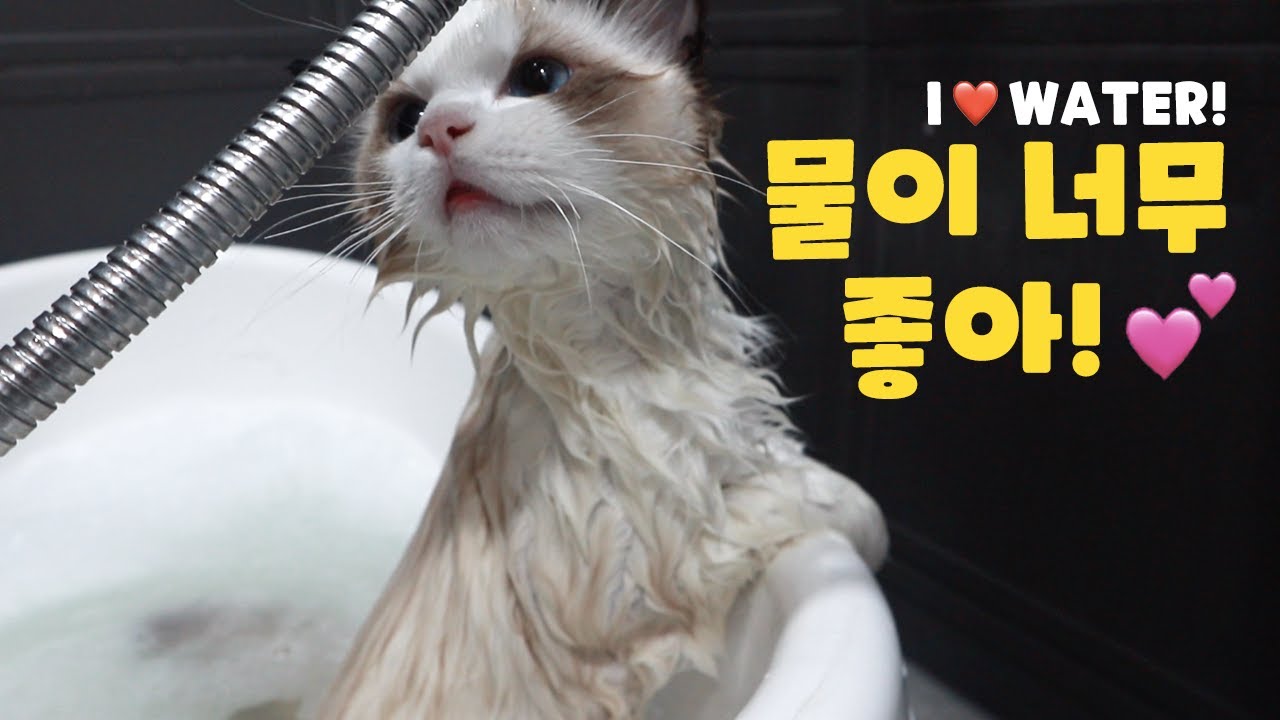 🛀목욕을 좋아하는 아기고양이🛀 욕조에서 나오기 싫대요!!