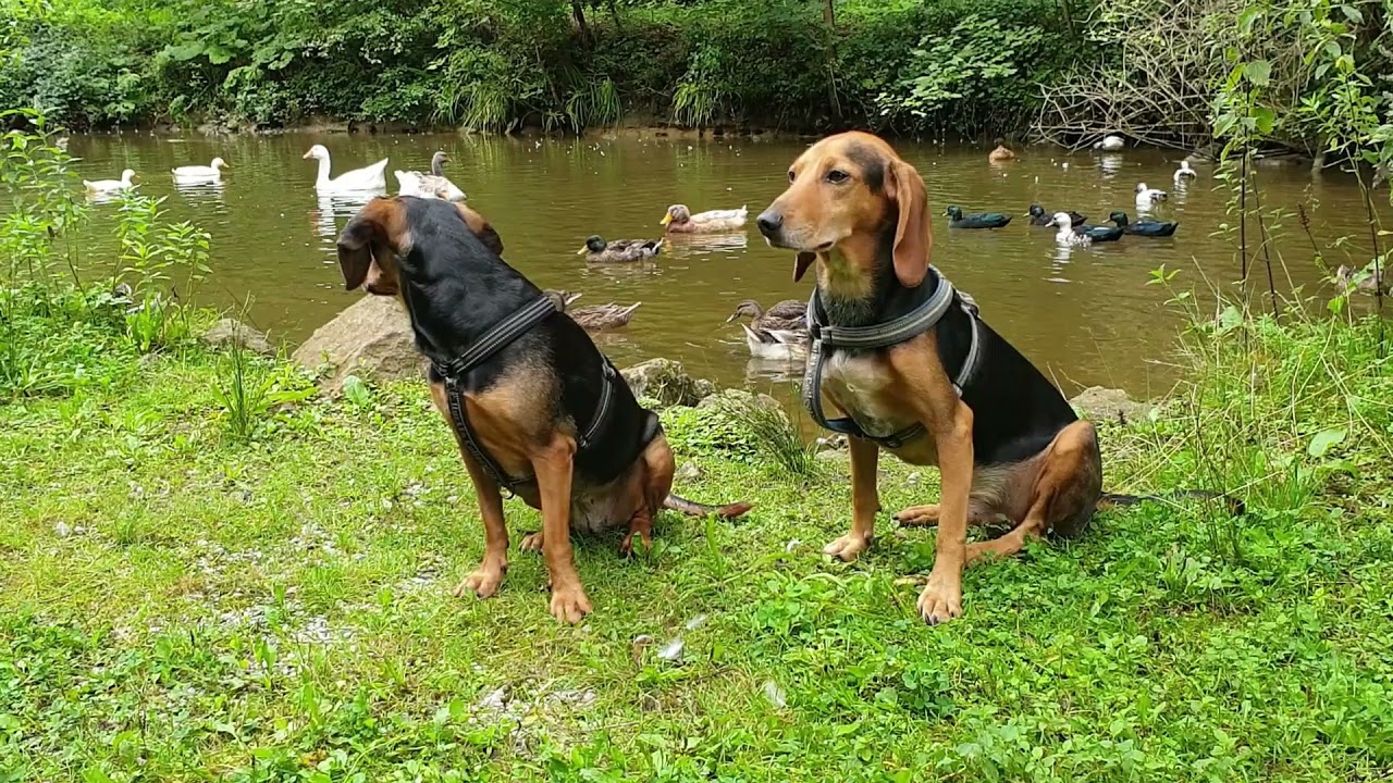 Bella & Felix , Segugio Italiano & Greek Harehound
