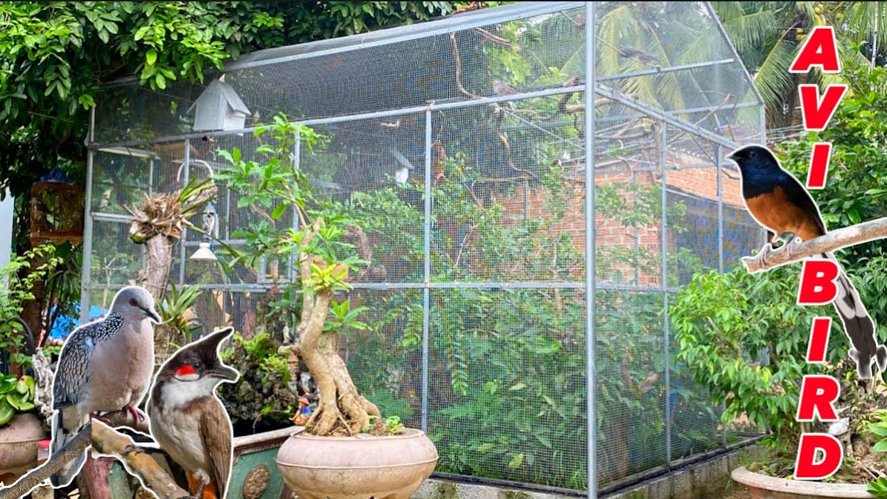 Giới Thiệu mẫu Aviary M&aacute;i V&aacute;t nu&ocirc;i Chim Cảnh diện t&iacute;ch 3.5*4*4 c&acirc;y xanh tốt & tự nhi&ecirc;n | Đạt Bird TV