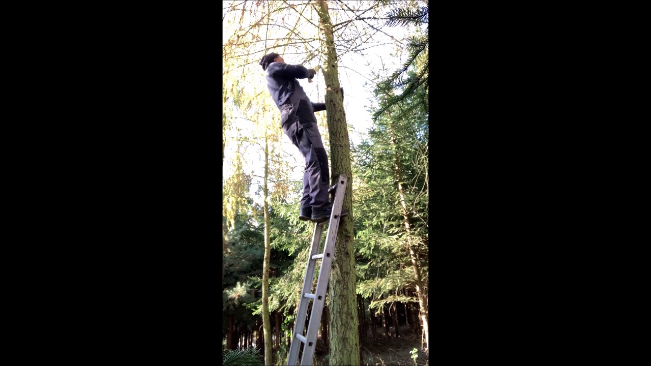 Wertasten von Lärchenholz