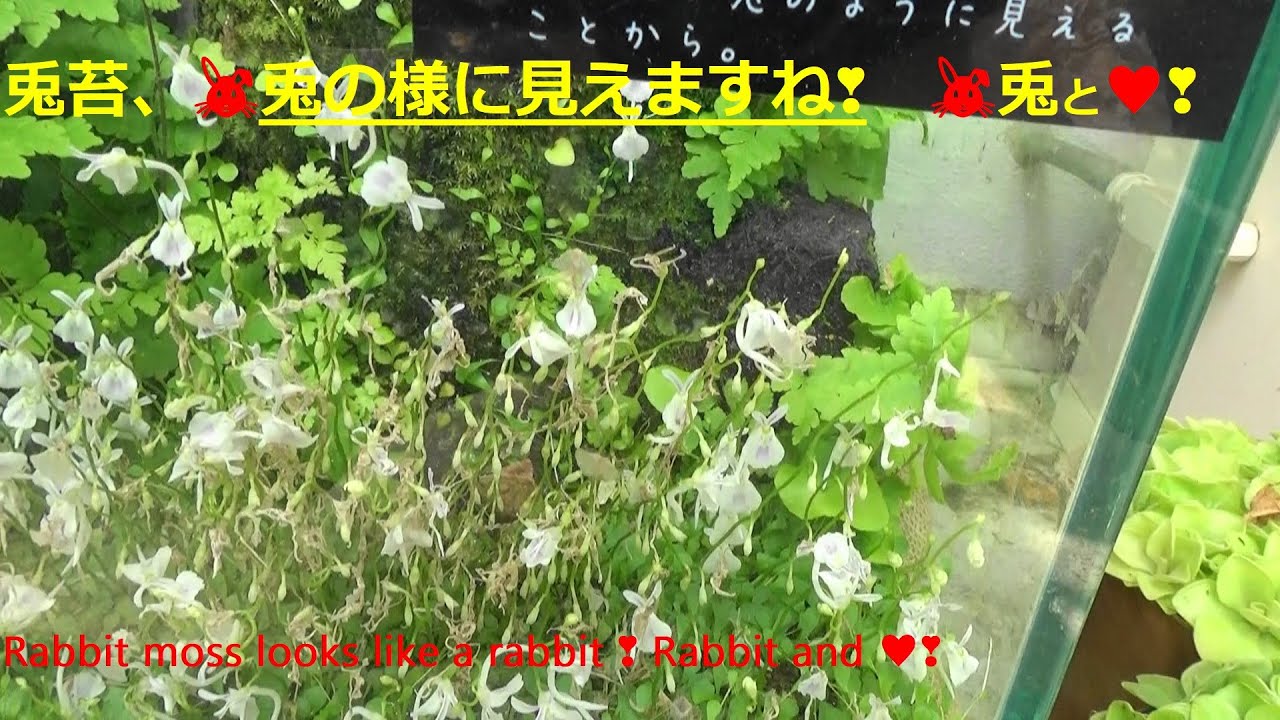 兎苔・ウサギゴケ・兎の様に見えますね❣　兎と💗❣　Rabbit moss looks like a rabbit ❣ Rabbit and 💗❣