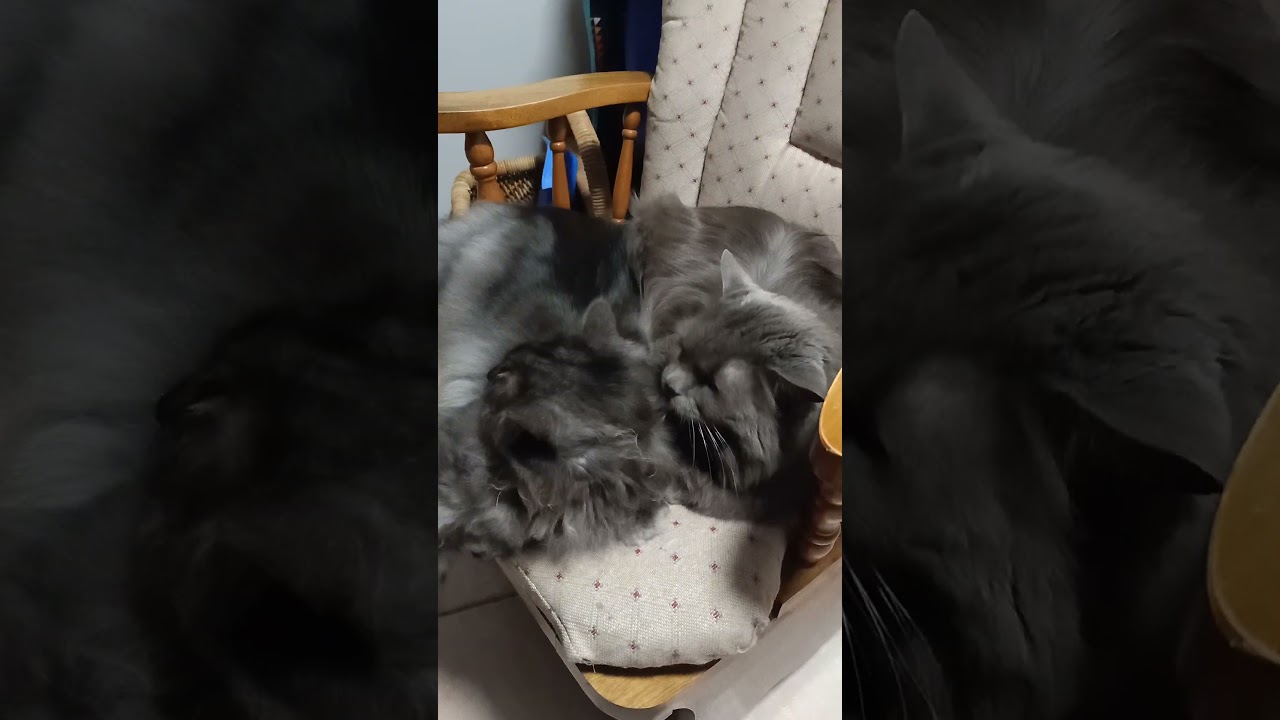 #cat