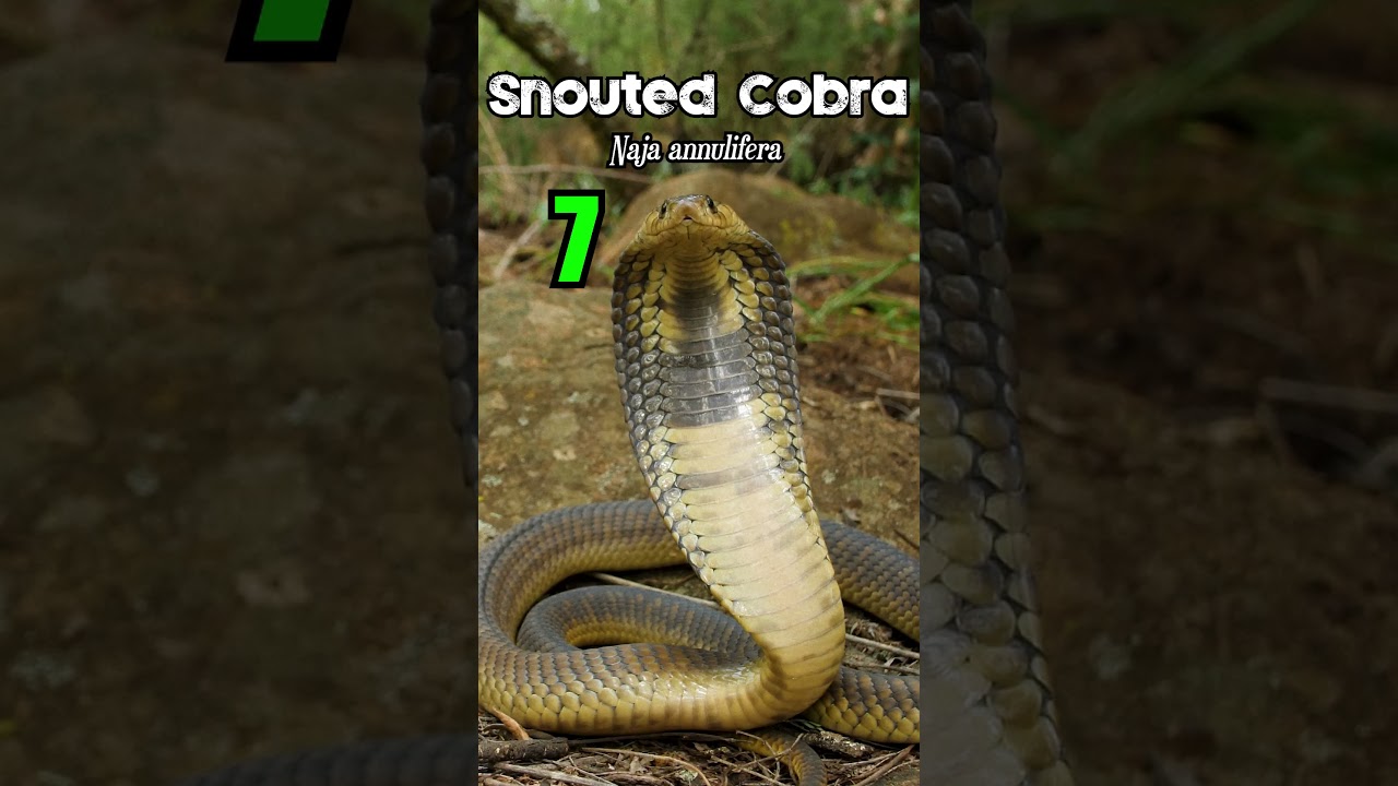 15 Venomous Snakes of Southern Africa -  #venomous #snake #cobra #wildlife