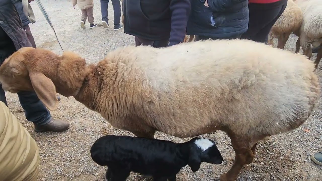 QO'Y BOZORI NARXLARI. RISHTON CHORVA BOZORI. 