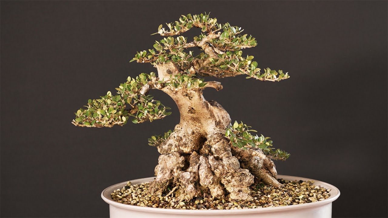 Olivo remodelado | GOMO STUDIO | 'Olea europaea sylvestris' Bonsai