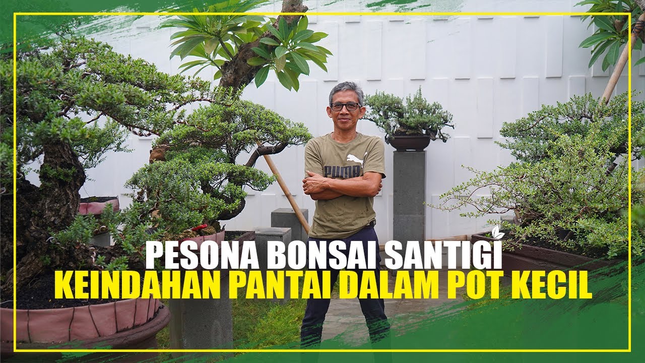TEKNIK UNIK SAY BONSAI MERAWAT BONSAI SANTIGI