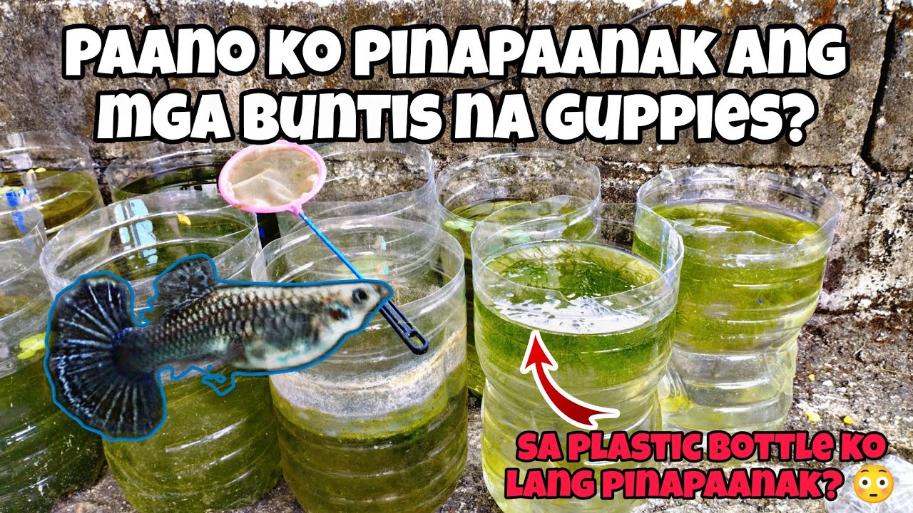 ANO GINAGAWA KO SA MGA BUNTIS NA GUPPY PARA MANGANAK? | Ace Fish Farm