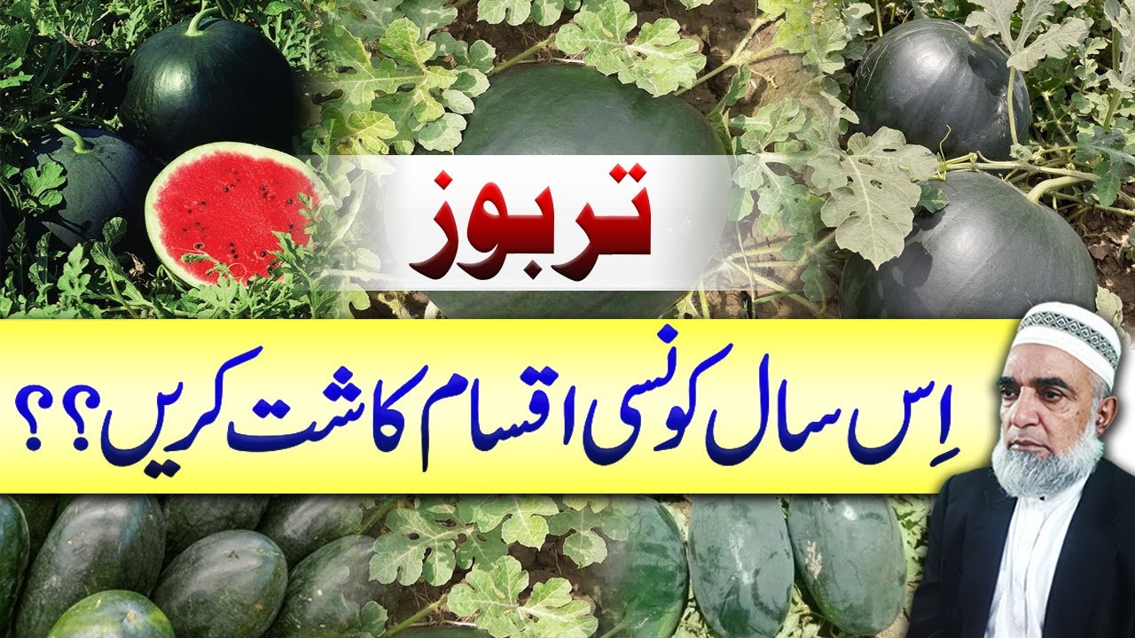 Best suited varieties for tunnel planted Watermelon || Crop Reformer