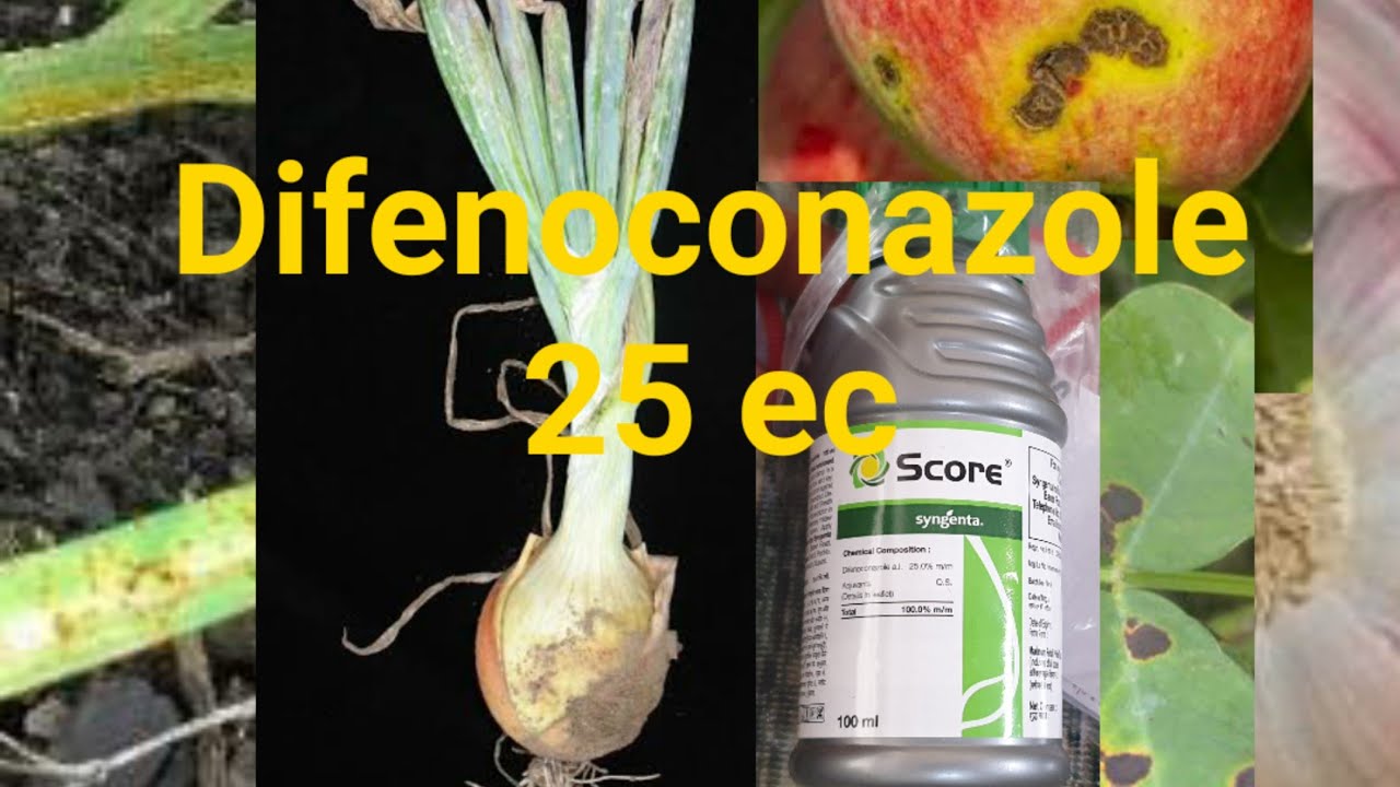 Difenoconazole 25% EC/Score/Piyaaz or lehsun ki purple blotch disease