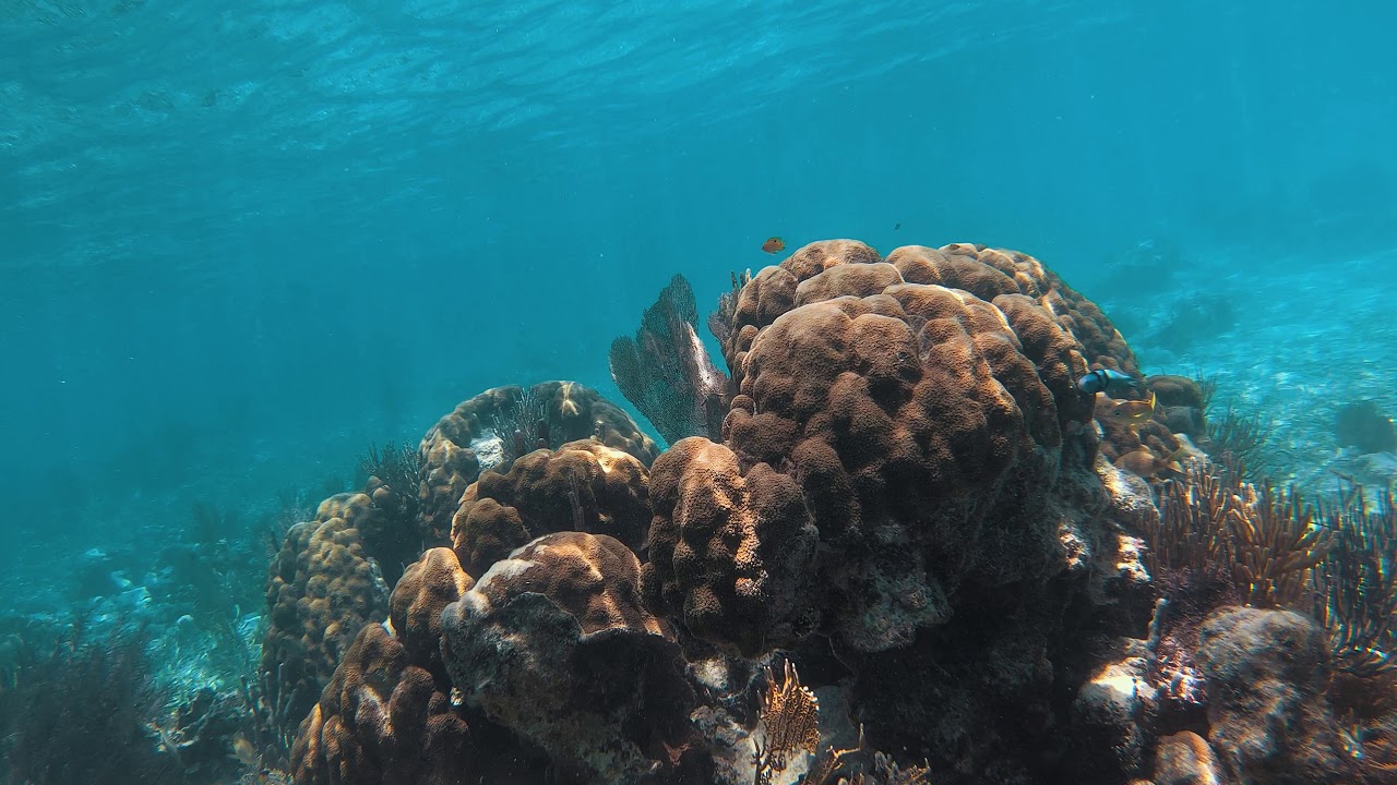 Snorkeling Belize 2019