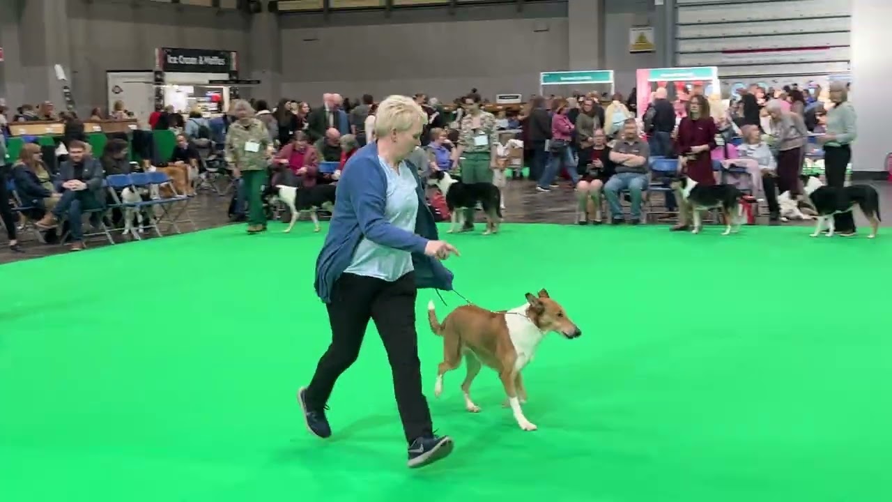 Crufts 2026 - Open Dog Pt1