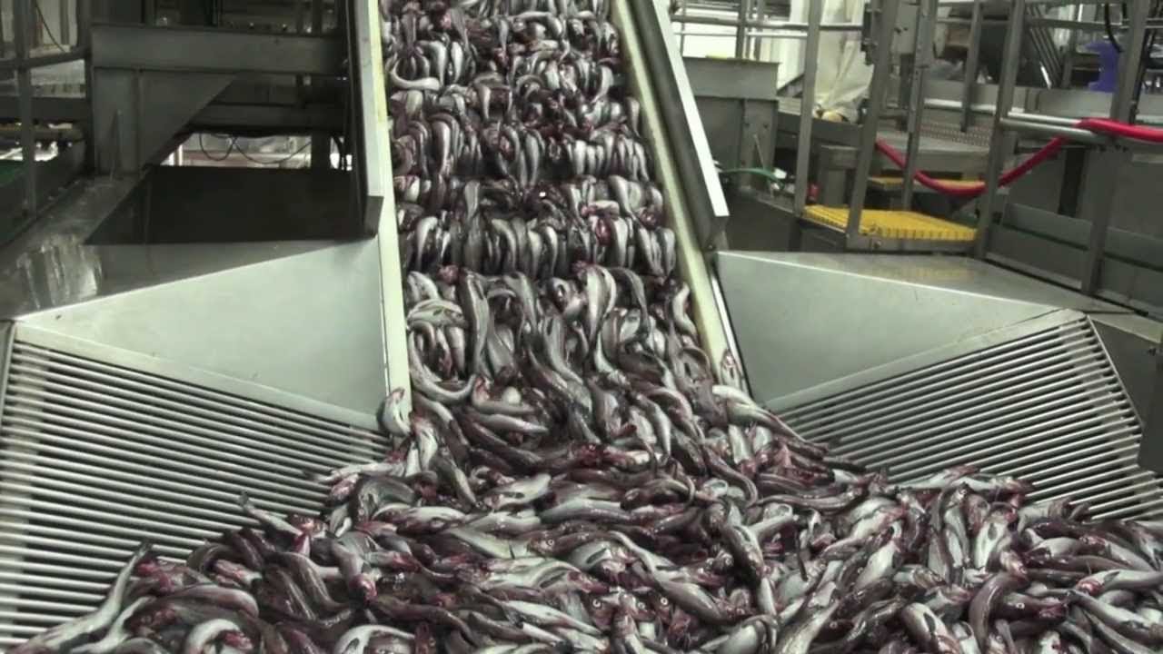 Amazing Seafood Processing 2020 - Processing Tuna, Shrimp, Cod Fish, Octopus, Crab & Canned Sardines