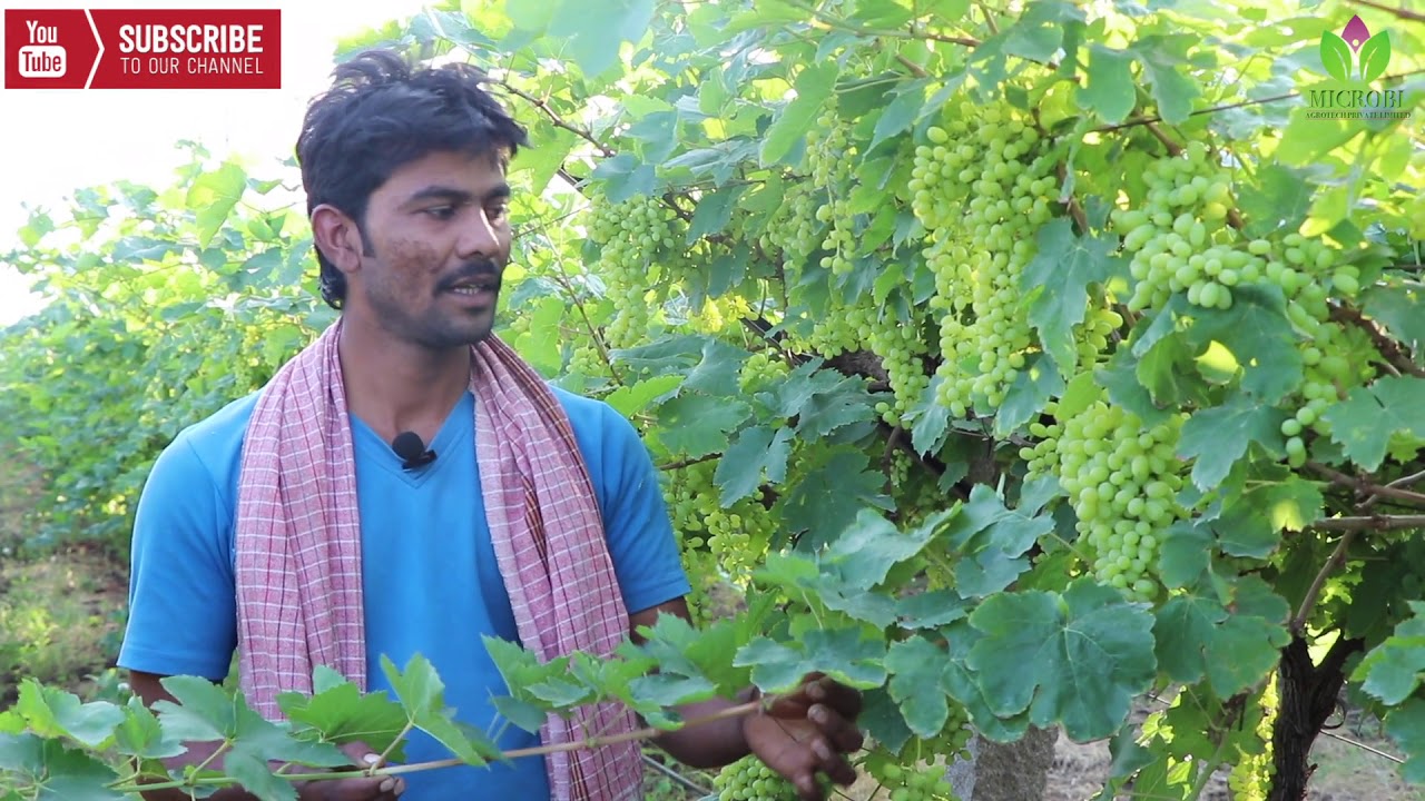 Dr.Soil Super Grape crop | Organic grapes | Amazing farmer from Bijapur | Dr.Soil