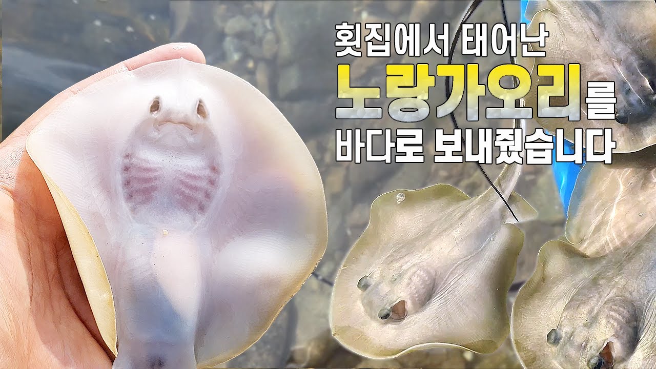 2미터까지 자라는 가오리의 죽은 뱃속에 11마리의 새끼가 살아있었다!! 구출해서 바다로 돌려보내주자!! #노랑가오리 #stingray