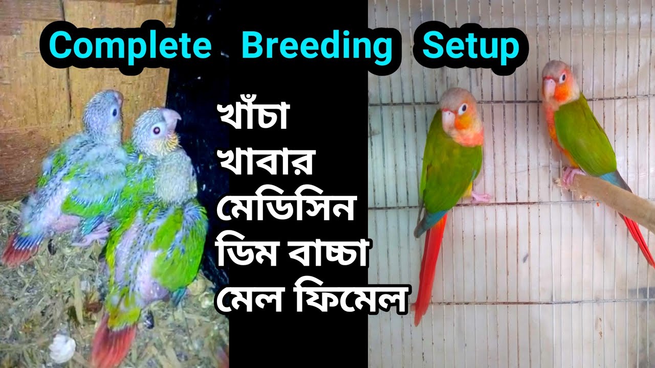 Conure Birds Breeding Setup