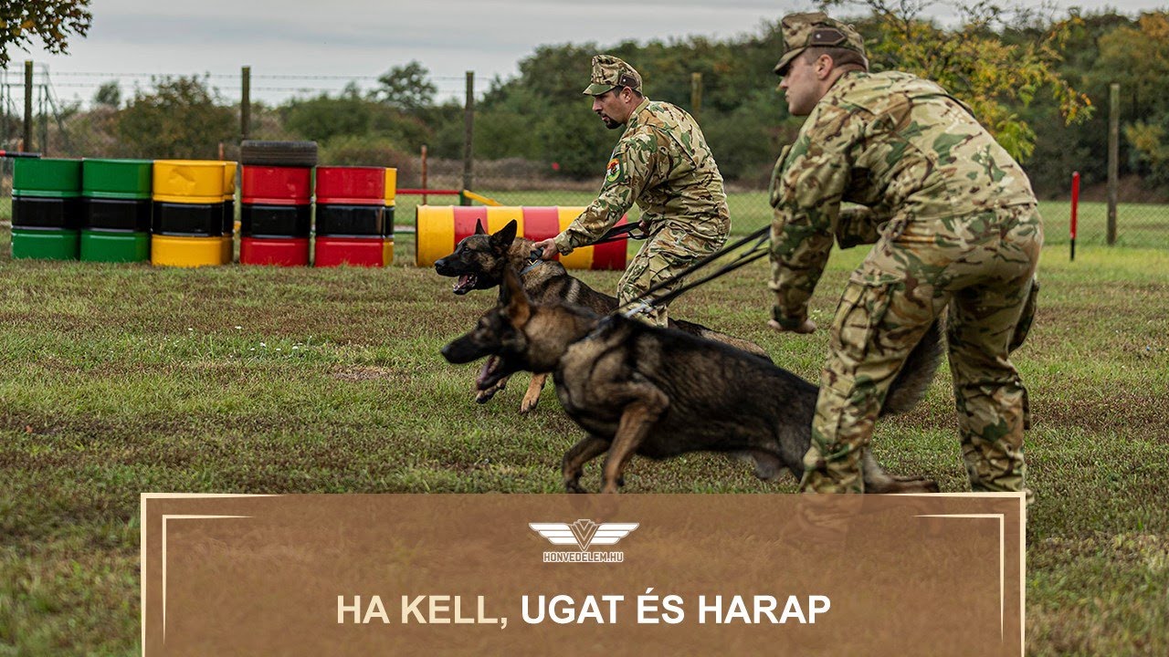 Ha kell, ugat és harap