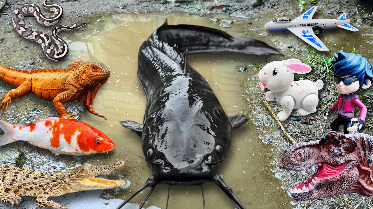 Wow Amazing! Menangkap ikan lele raksasa, ikan lele albino, ular piton, buaya, ikan koi, ikan hias