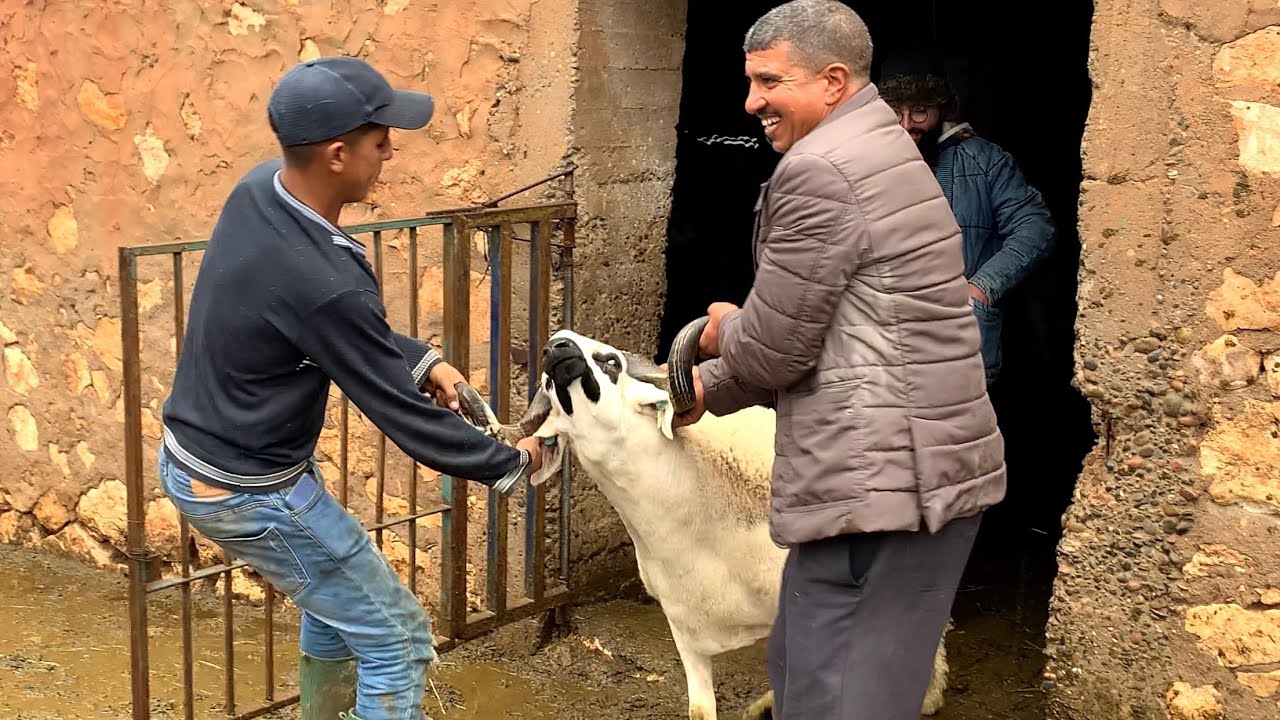 أخييييرا🚨💣|-ظهور الفحول العالمية🔥💪 لعائلة الدحوحي🏆أبطال تربية الصردي في المغرب 🇲🇦