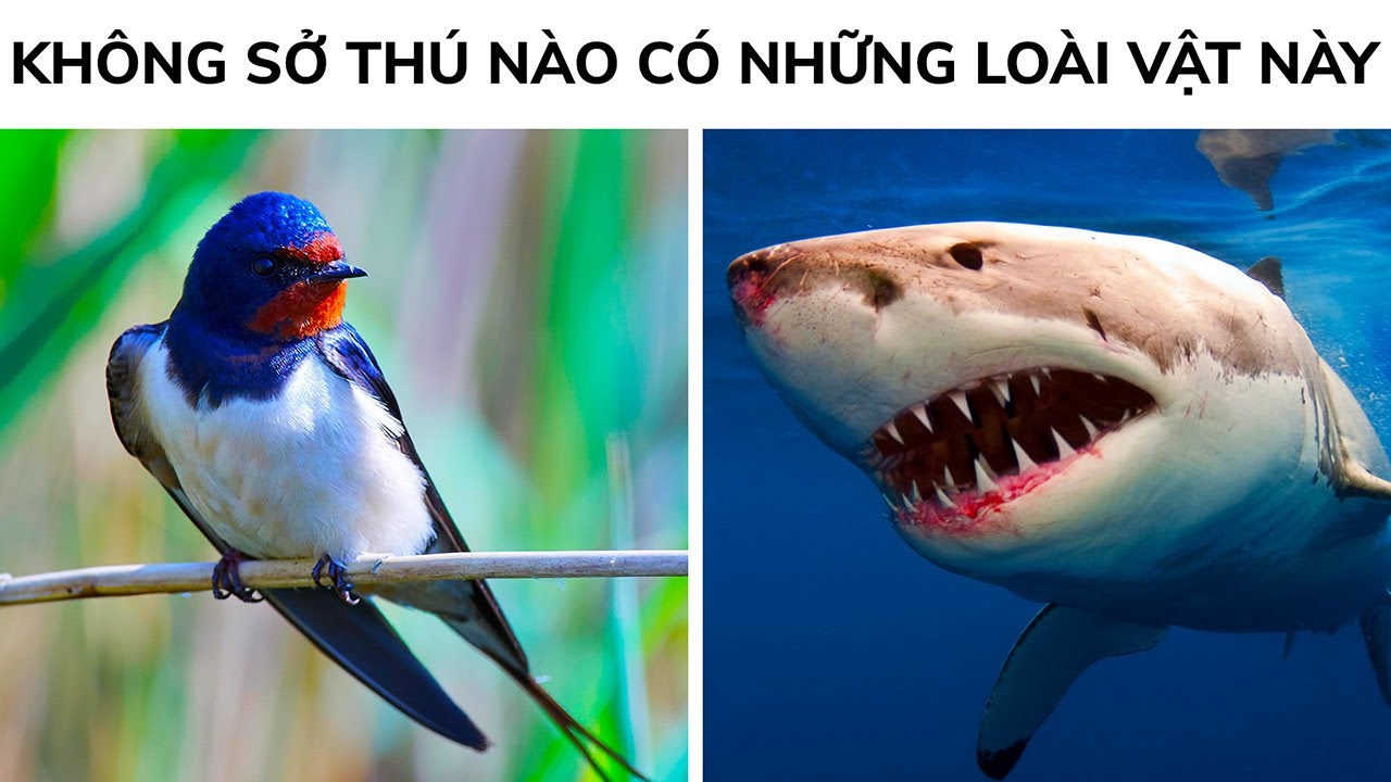 Tại Sao Bạn Không Thấy Loài Động Vật Này Ở Sở Thú?