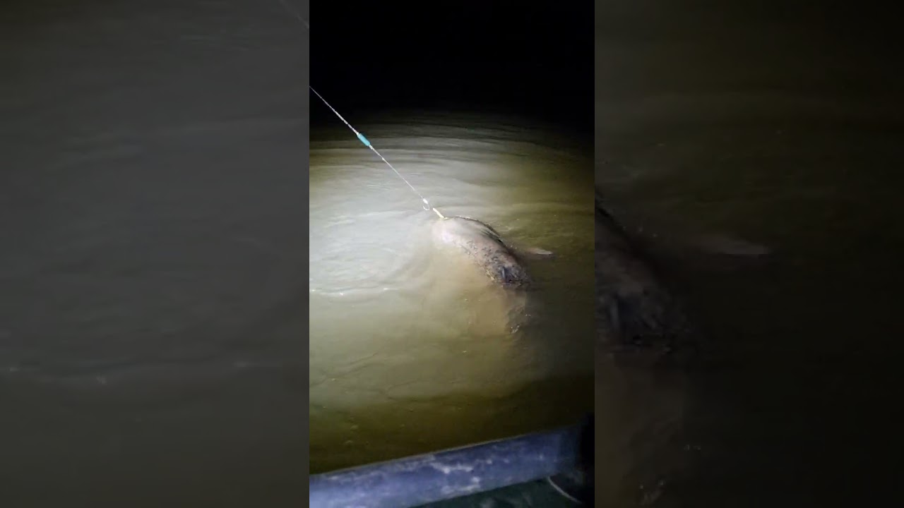 EXTREME WALLER 🇮🇹  SILURO FISHCON TEAM 🇮🇹   💥Combattimento con un Grosso esemplare di Siluro