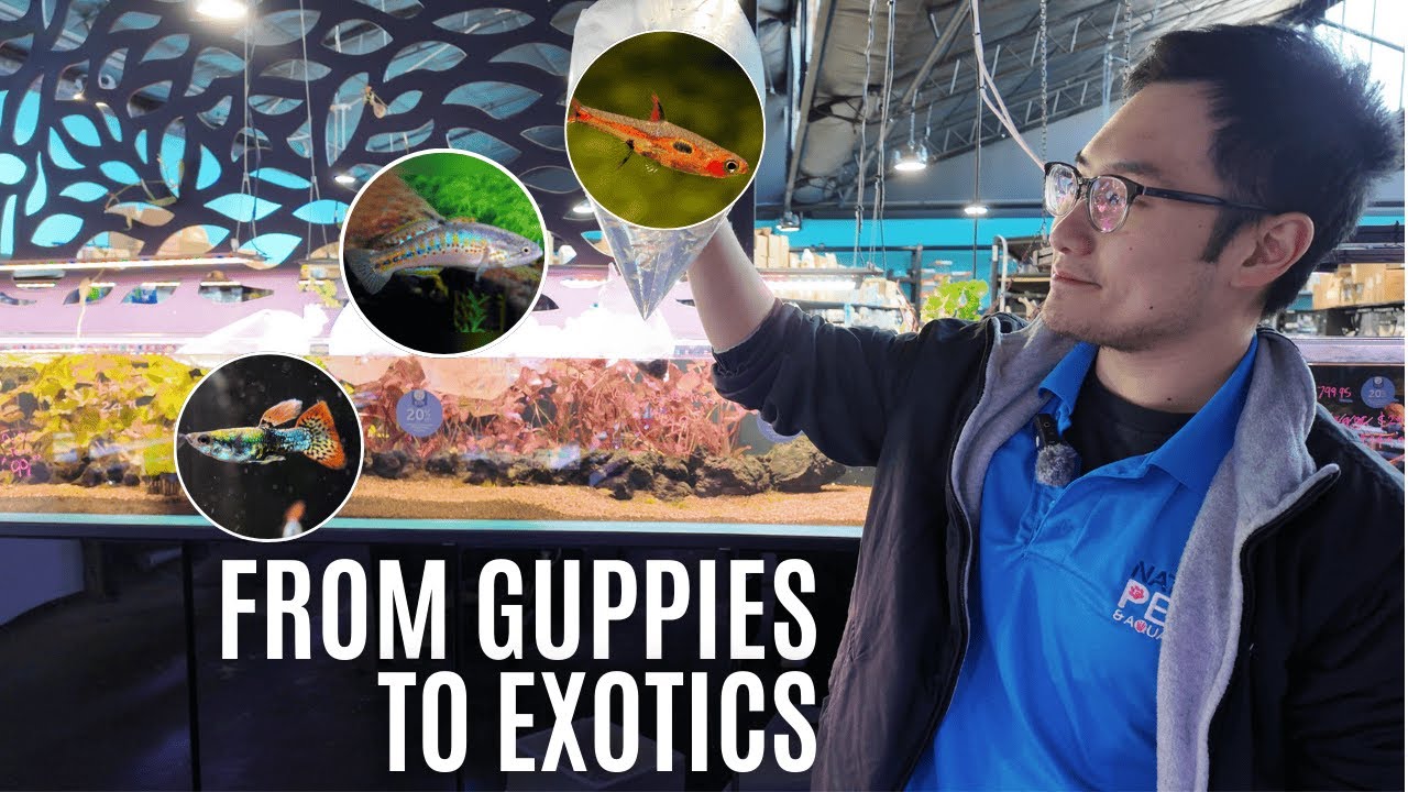 RARE & CLASSIC Freshwater Fish HAUL! Unboxing at Australia's Largest Aquarium Store