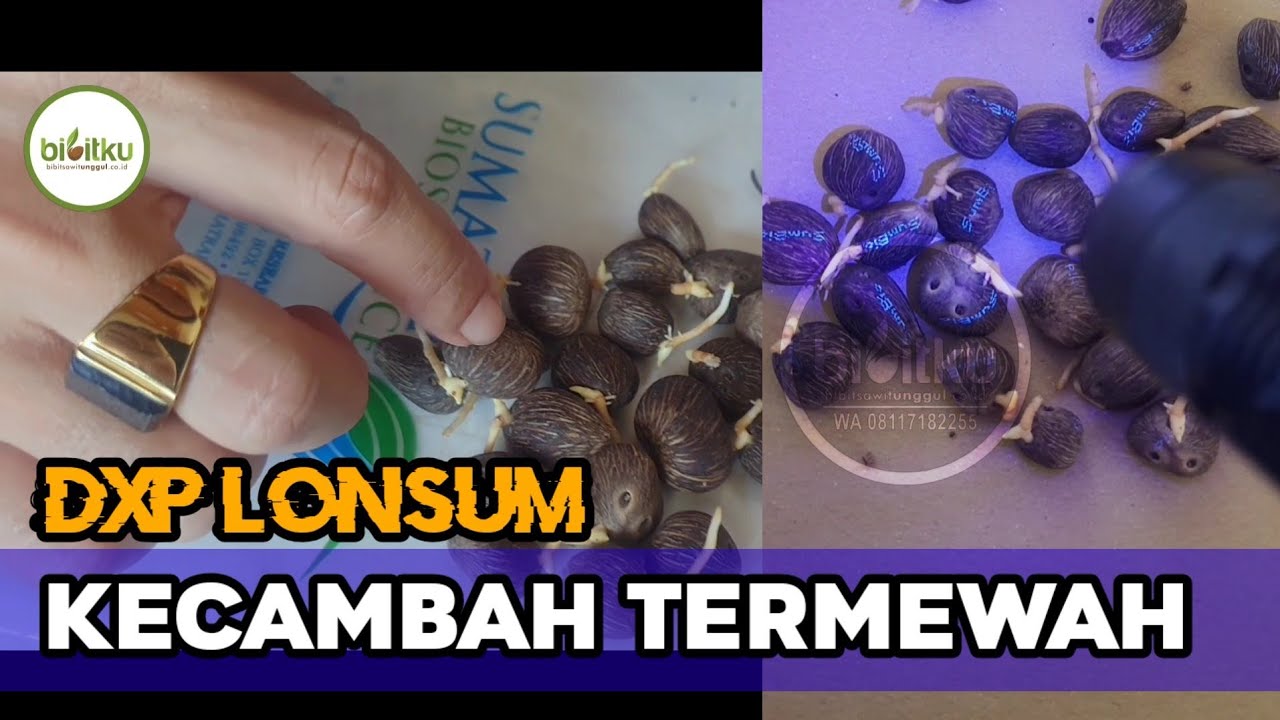 Kecambah Termewah di Indonesia DXP Lonsum, Resmi Produk PT. London Sumatera Indonesia