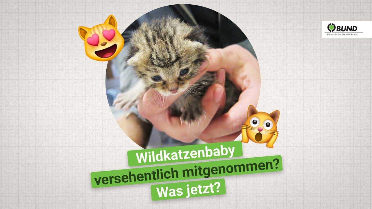Vorsicht Verwechslungsgefahr - Wildkatze versehentlich mitgenommen - Was tun?