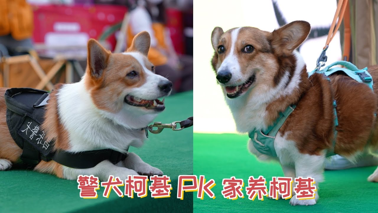 狗狗我呀去柯基大会，和警犬福仔来了一场PK，姨姨们猜我赢了吗？
