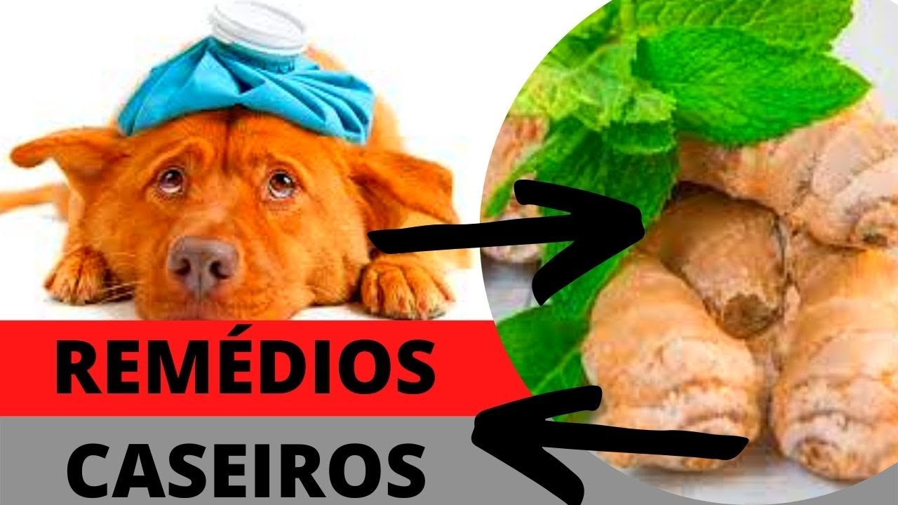 [REMEDIO] COMO ACABAR COM VÔMITO DOS CAES ADULTOS E FILHOTES - Plasil ou Vonau?