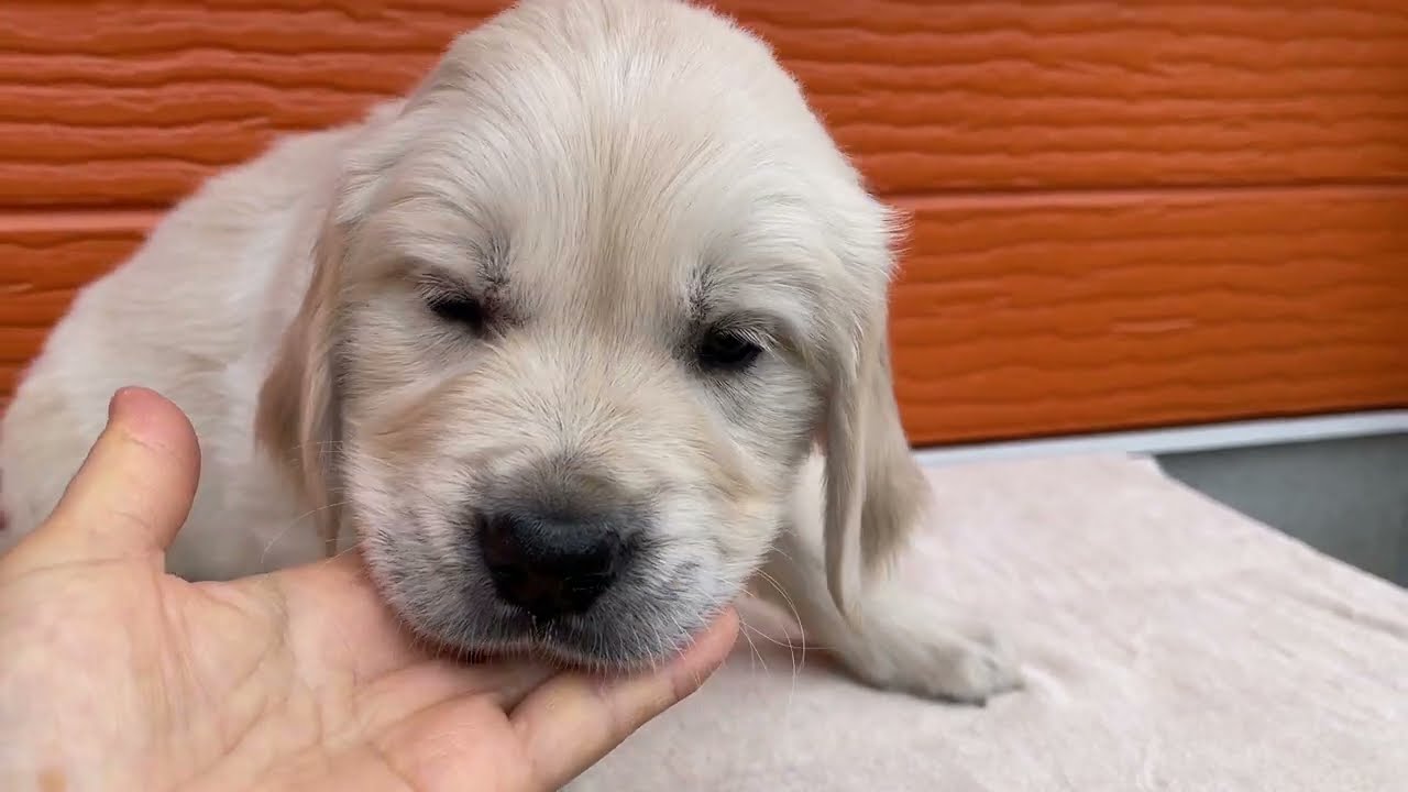 マギーの子犬１番君