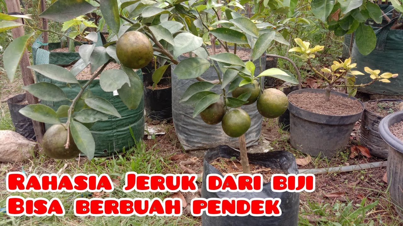 RAHASIA ‼️ Terbukti ✔️Jeruk berbuah pendek tanam dari biji