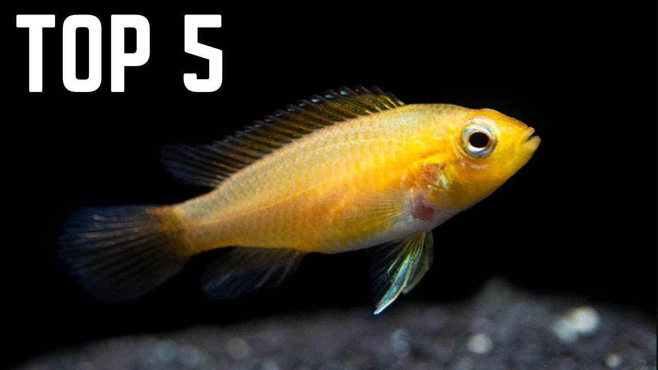 Top 5 BEST Fish for a 20 Gallon Aquarium!
