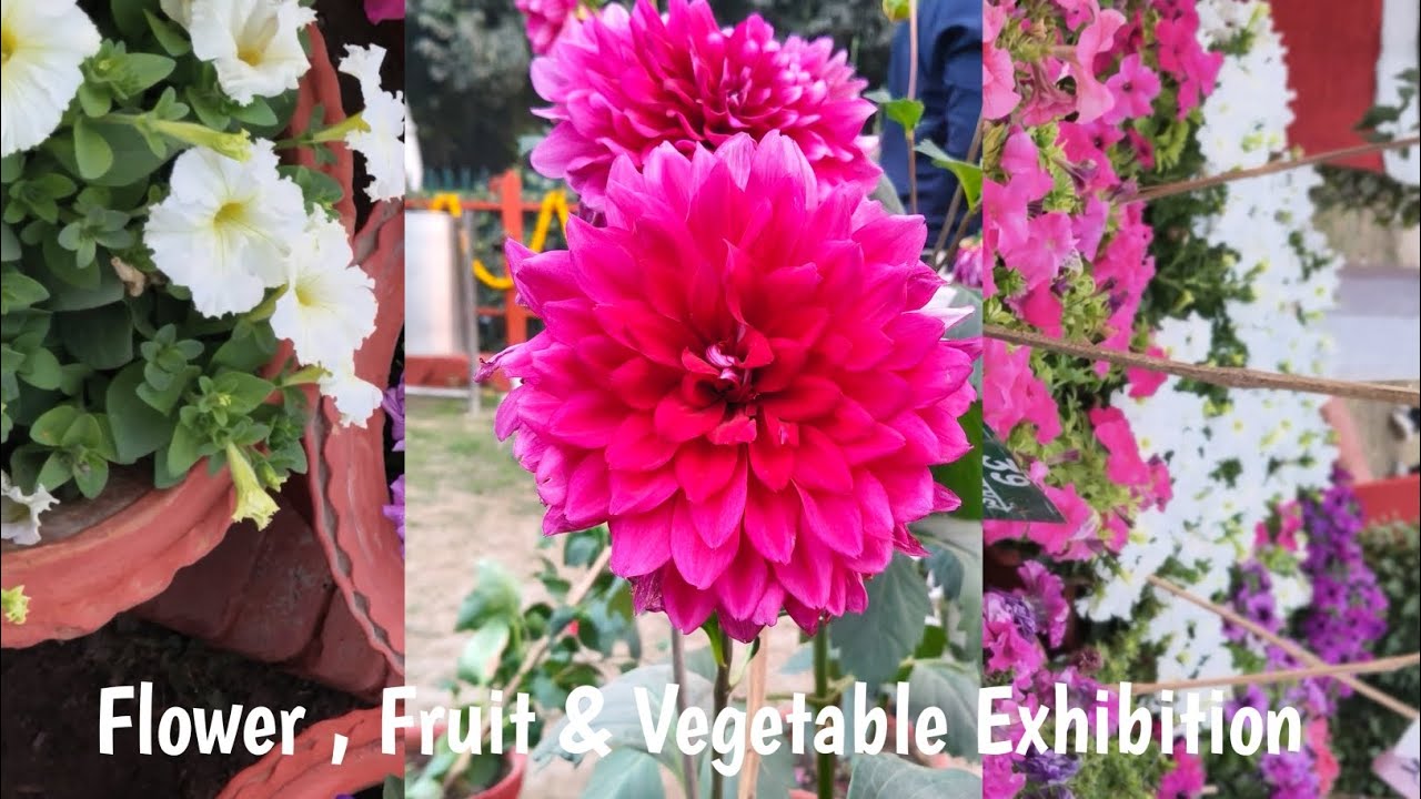 Flower, Fruit & Vegetable Exhibition - Prayagraj 🤗