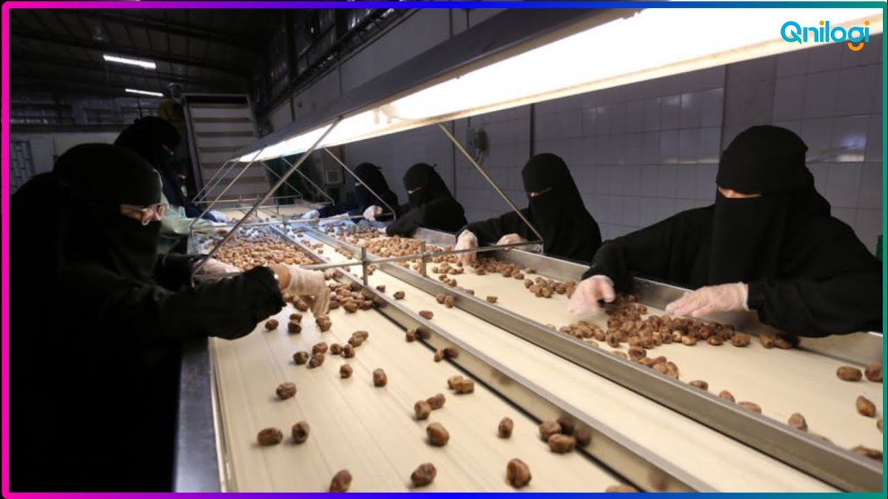 Awesome Dates Palm Cultivation in desert | Growing a DATE PALM TREE | Dates Processing Factory