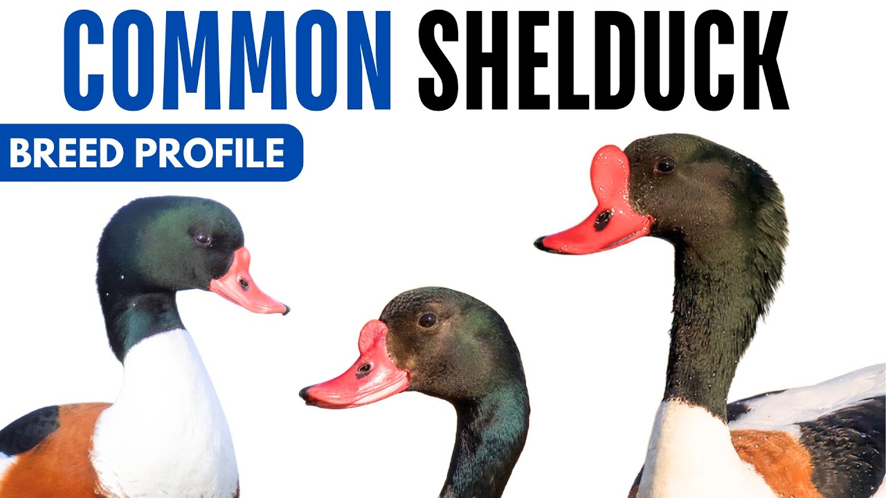 Common Shelduck Breed Profile History Health Issues - Common Shelduck Egg Ratio Lifespan