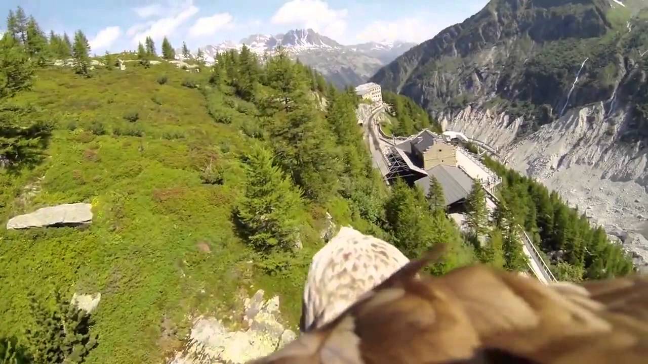 Impresionante video ,como nos vé  un  águila desde el cielo.
